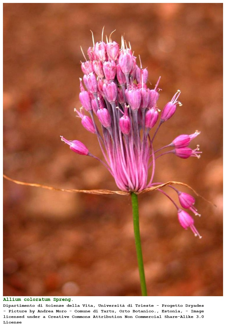 Allium coloratum Spreng.